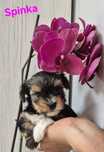 Do Rezerwacji Yorkshire terrier biewer Spinka