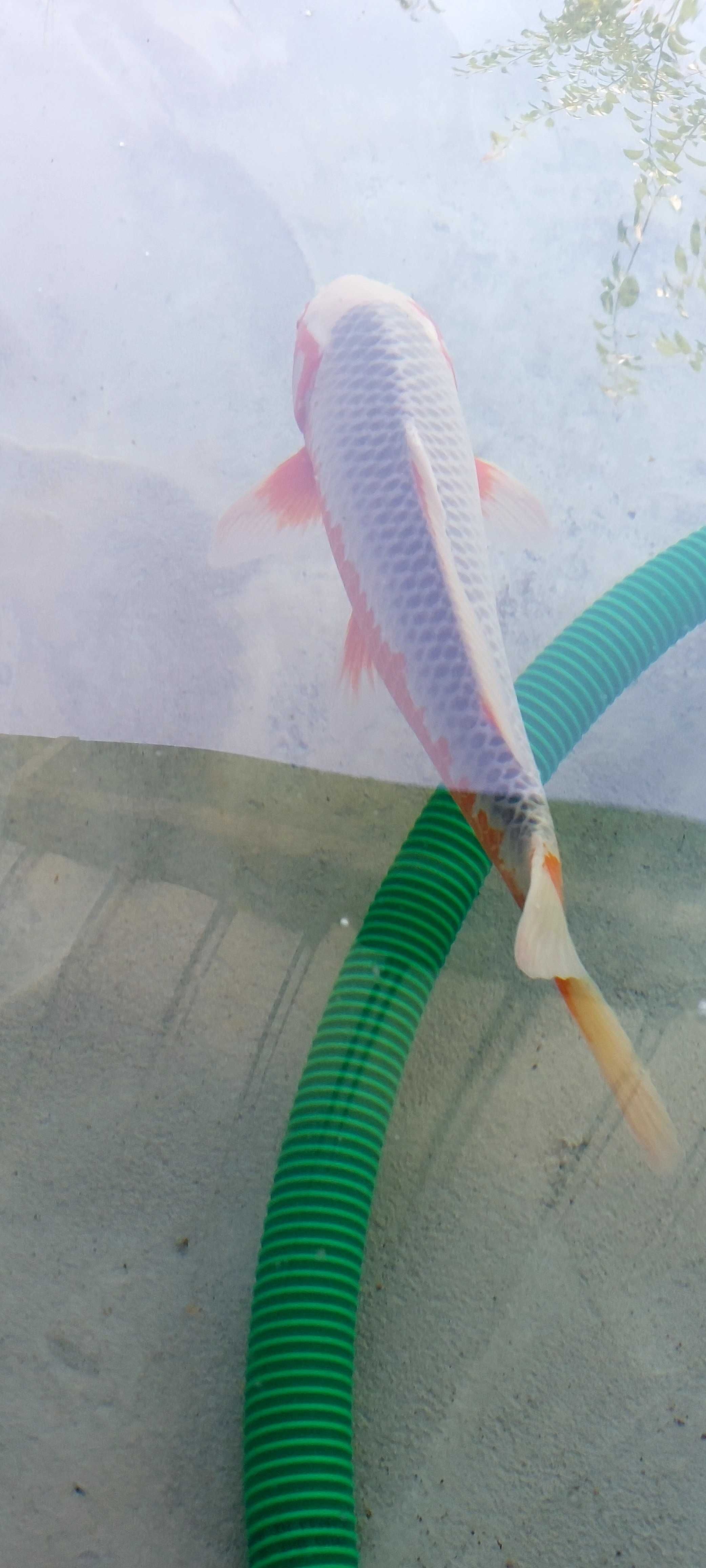 Carpa Koi Asagi 63cm