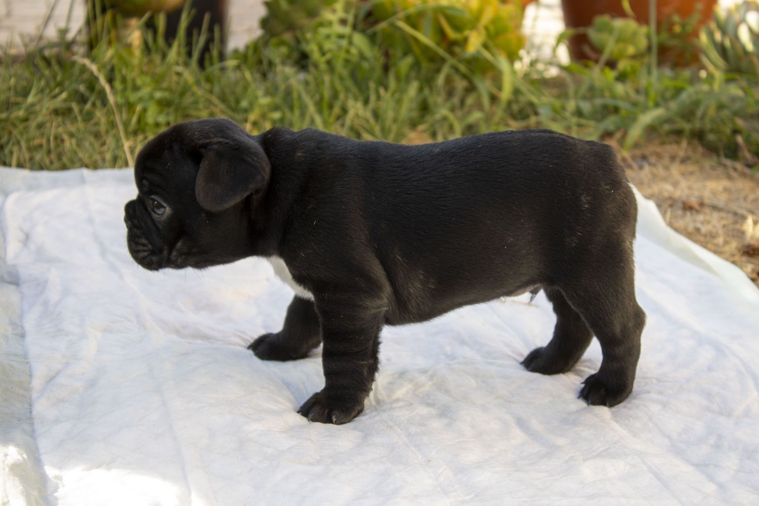 Bulldog francês macho