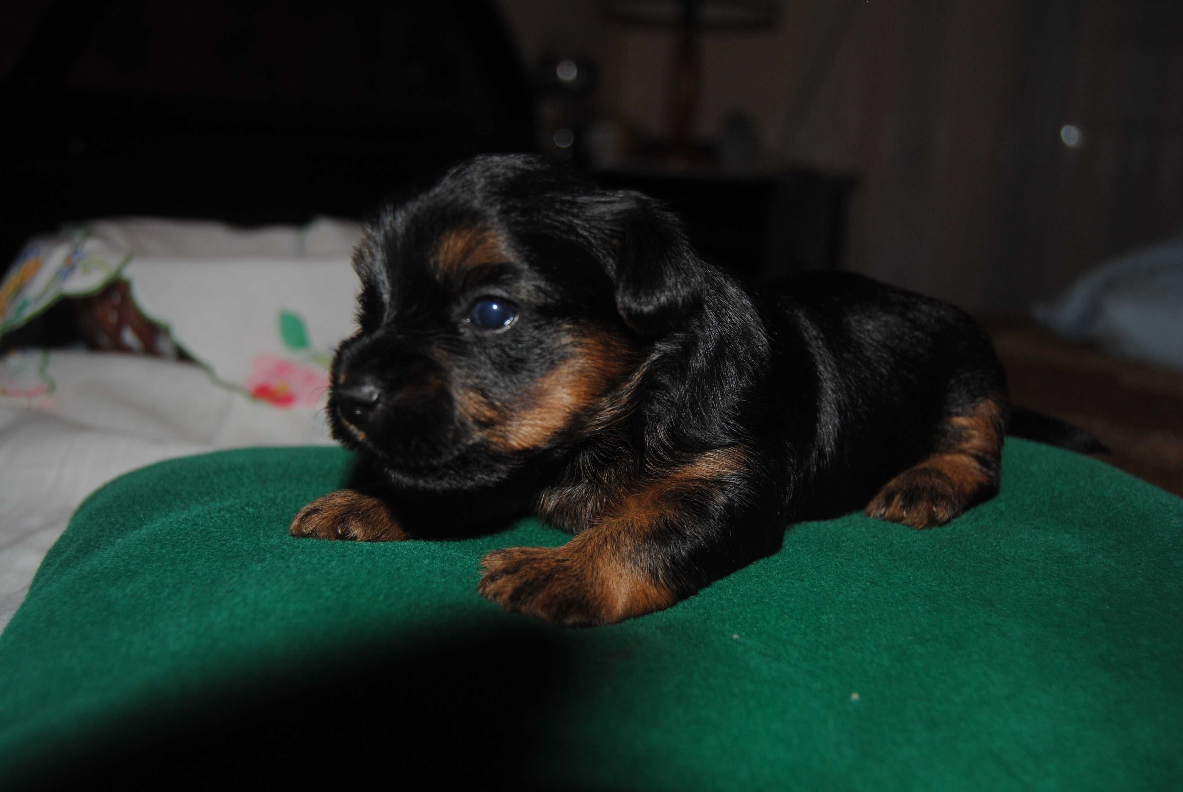 Yorkshire Terrier