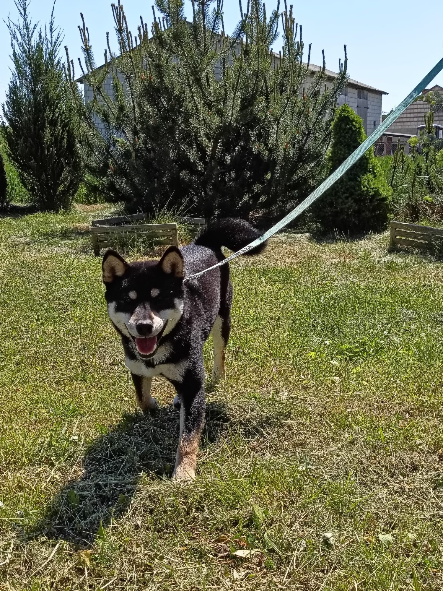 SHIBA piesek ZKwP Lublin