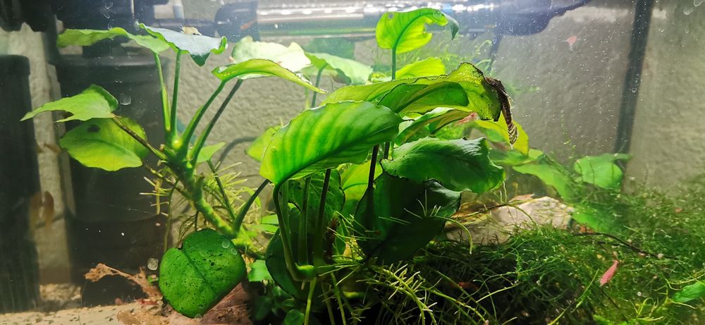 Roślinki Akwariowe cryptokoryna i Anubisa .     anubias