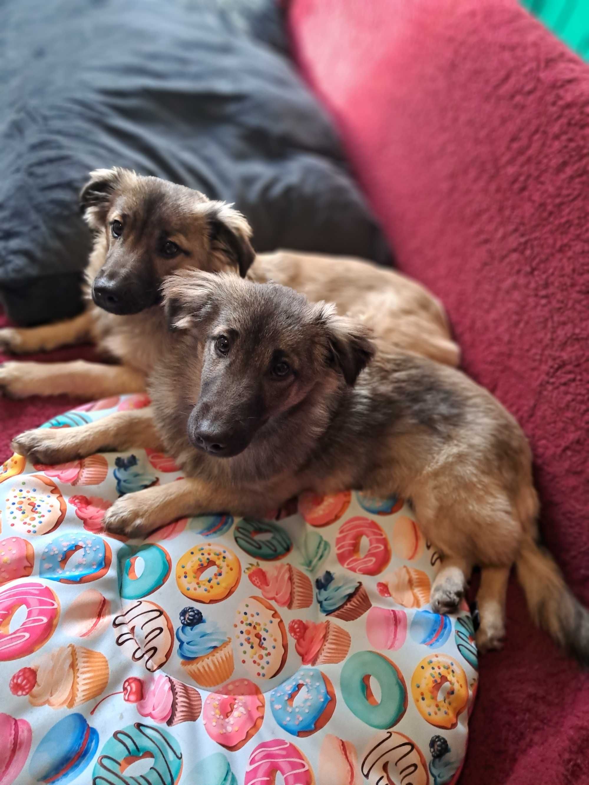 Dwa chłopaki słodziaki do adopcji!