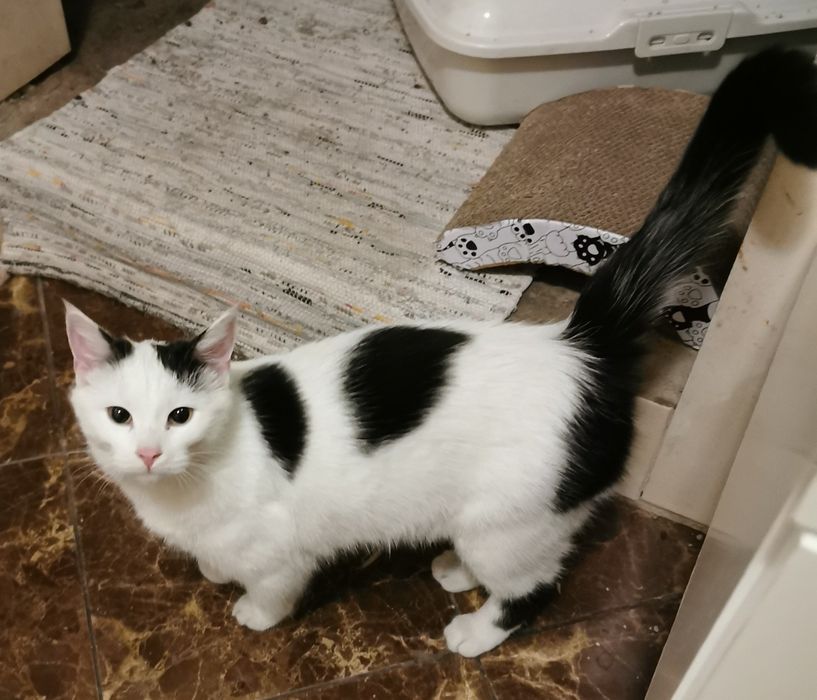 Oddam kotka w dobre ręce