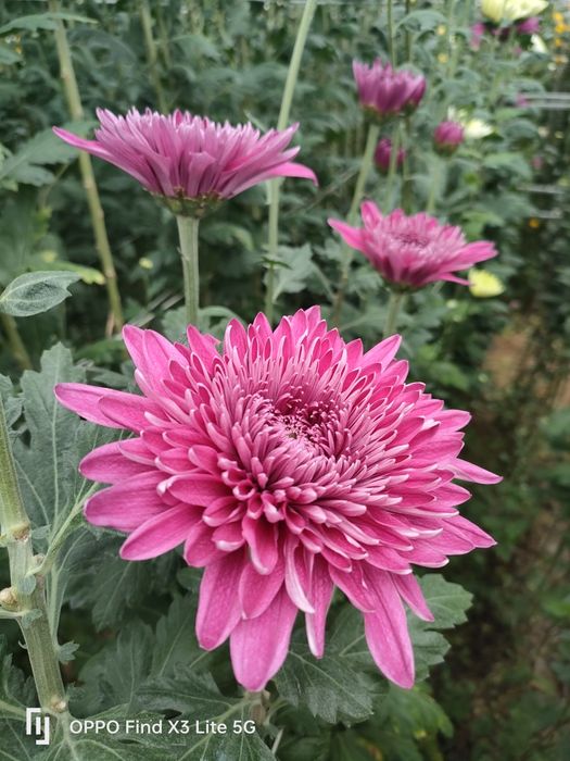 Crisântemo várias qualidades