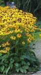 Rudbekia sadzonki