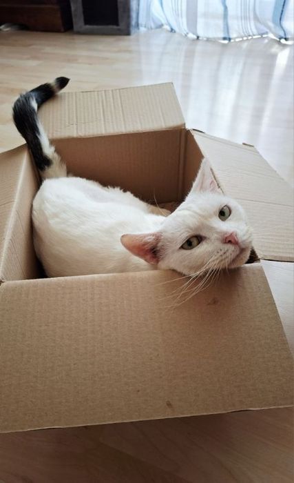 Śnieżynek do adopcji