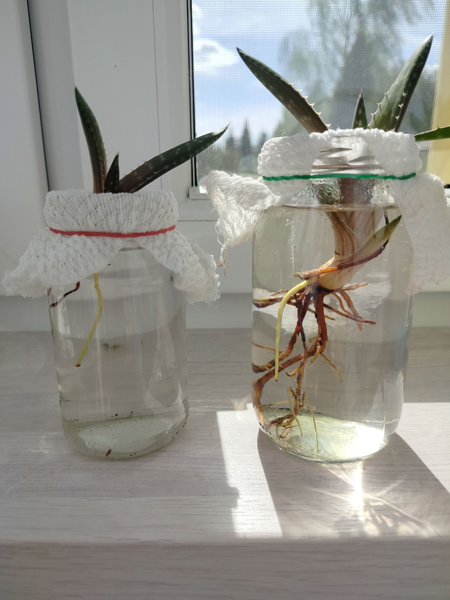 Aloe Macaluta sadzonki
