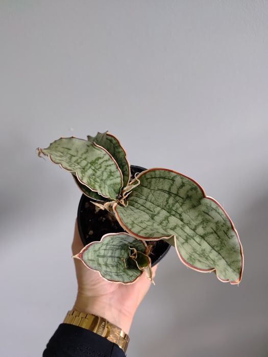 Zestaw 3 sansevierii kirkii silver blue, samurai