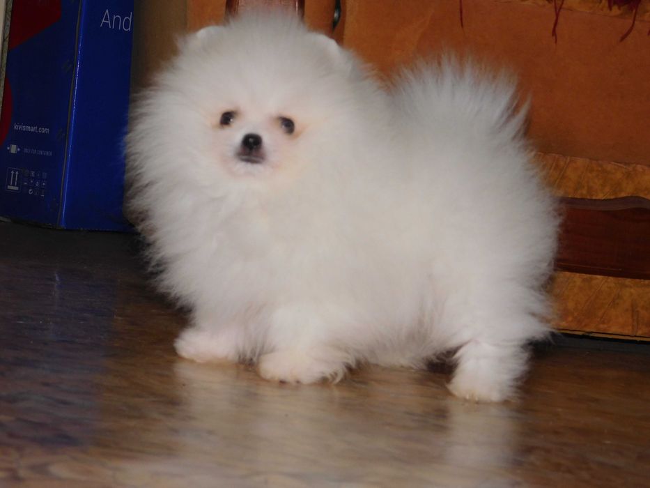 Міні хлопчик померанського шпіца