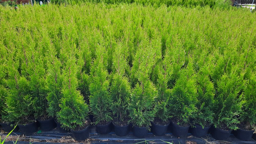 Tuja Szmaragd 100-110 cm Thuja Smaragd Transport Sadzenie