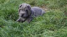 Eros blue Shar Pei, błękitny szczeniak Shar Pei