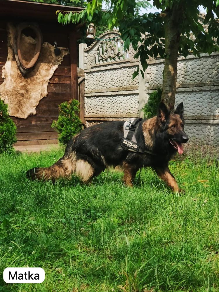 Czarno podpalana Suczka Długowłosa Owczarek Niemiecki Owczarki