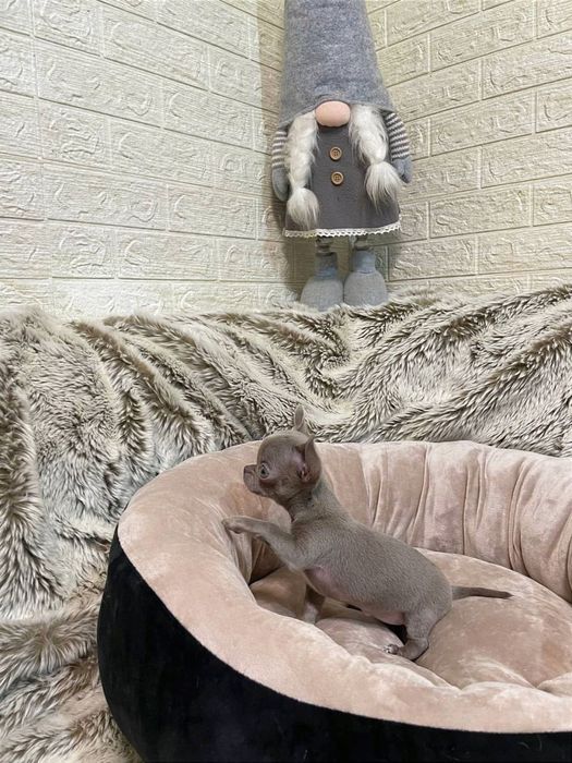 Лілова краля чихуахуа