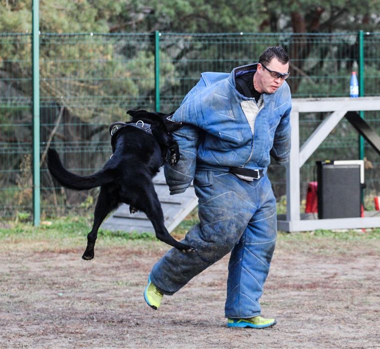 Кобель для вʼязки німецької вівчарка робочого розведення