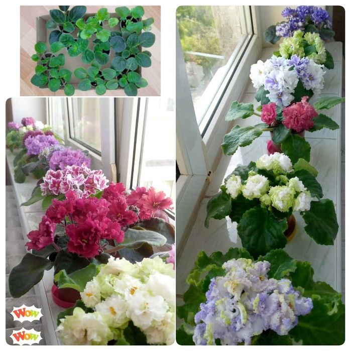 Дітки кущики фіалок