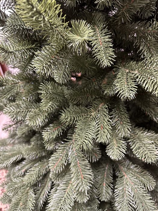 Ялинка лита