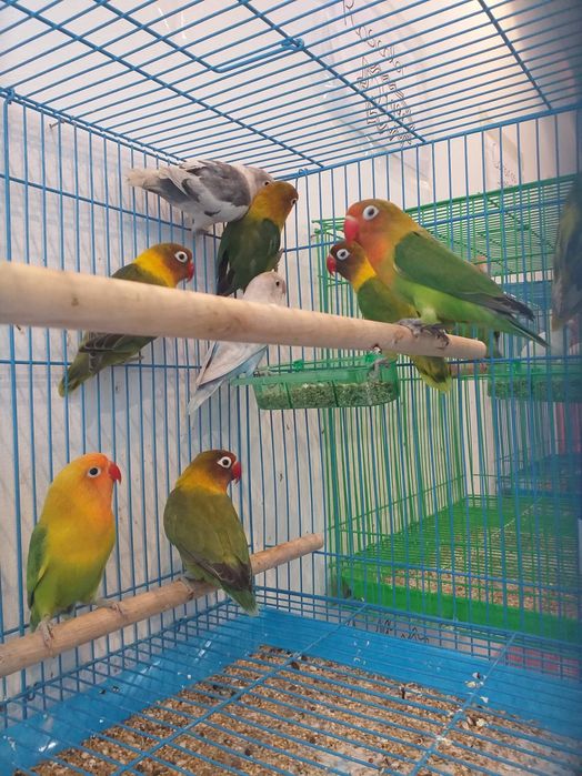 Roseicollis Loja Profissional