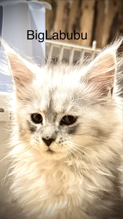 Kotka Maine Coon gotowa do odbioru