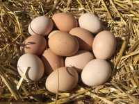Куриные яйца. Домашнее яйцо. Инкубационное яйцо