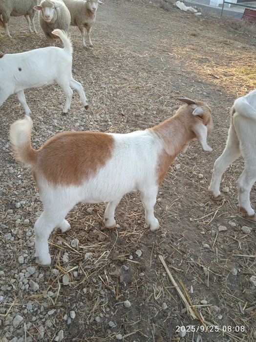Cabrito Boer macho