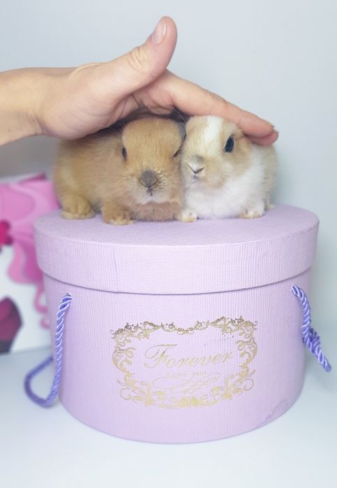 Карликовые мини кролики,міні декоратианые,декоративні,цветной карлик