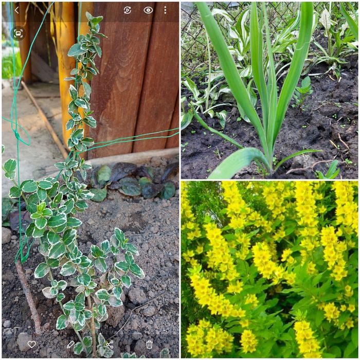 Квіти садові різних видів