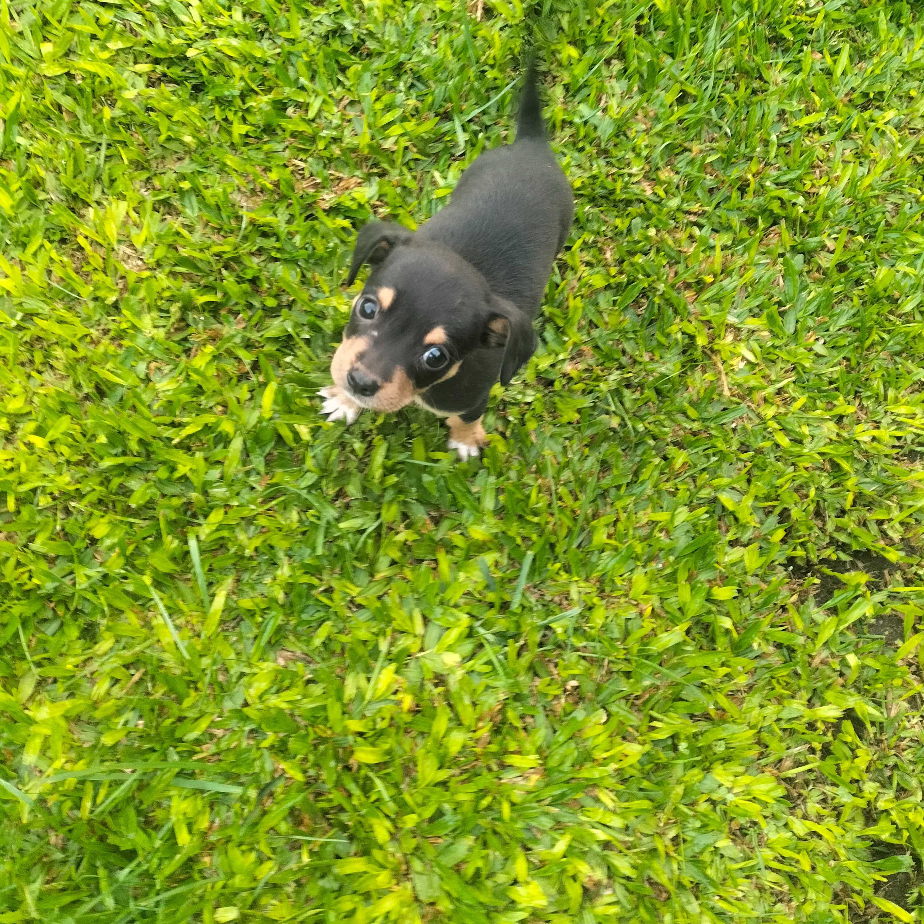 Pinscher fêmea afogueada