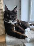 Maine Coon - kocurek czarny z białym