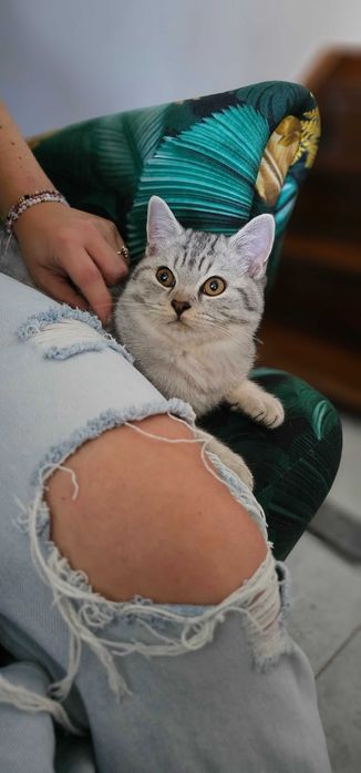 Brytyjski kociak