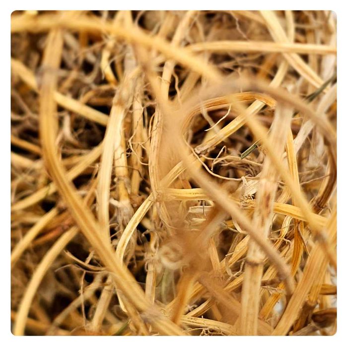 Suszone kłącza perzu 100g dla szynszyla, królika/Choroby skóry