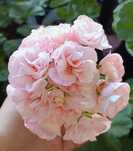 Pelargonia kolekcjonerska