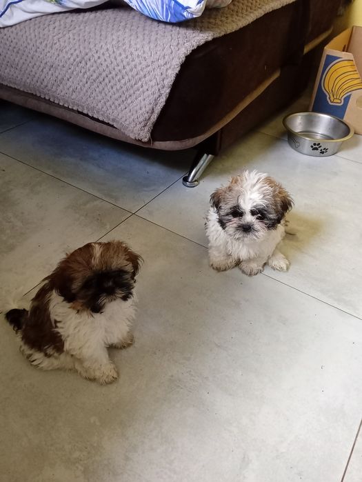 Shiz tzu Z rodowodem