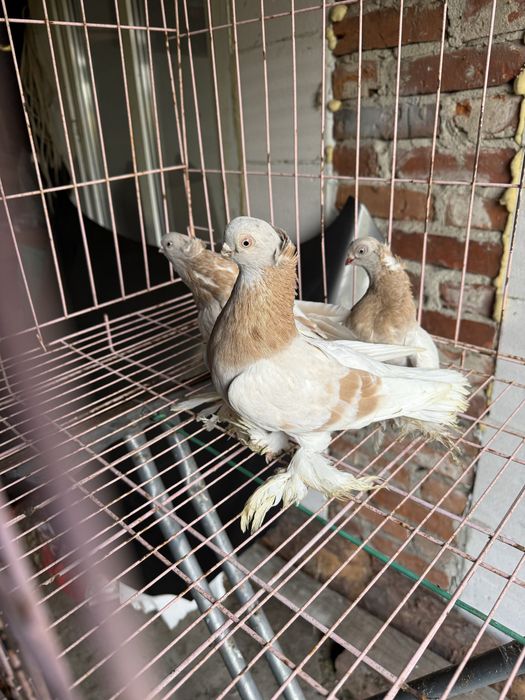 Sprzedam blajwindry koroniate 2 samice i samca