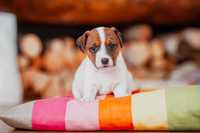 Parson Russell Terrier - szczeniak ZKwP gotowy do odbioru