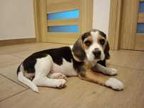 Beagle szczeniak