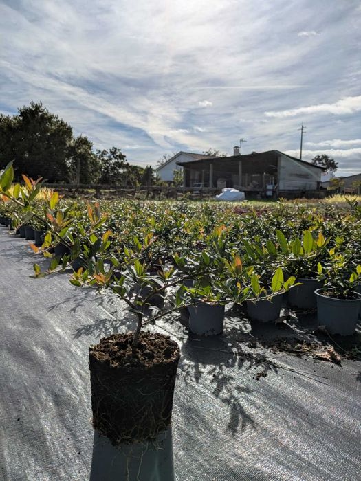 Pyrcantha coccinea V1L