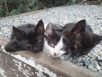 Отдам котят в хорошие руки.
Три мальчика: черный, чёрно-белый,черный