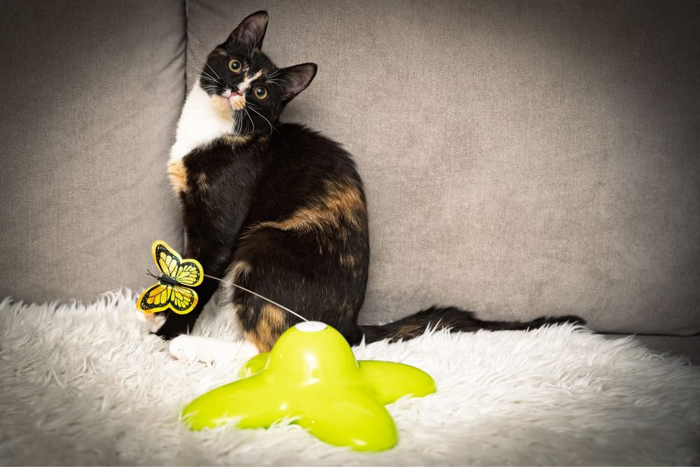 Koteczka Izi szuka domu