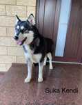 Husky  Syberyjski