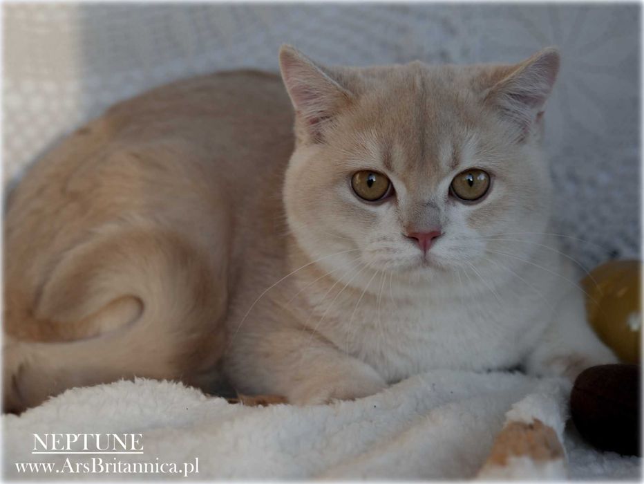 Jedyny Kocurek brytyjski Płowy Złoty Szynszylowy na olx! Neptune py12