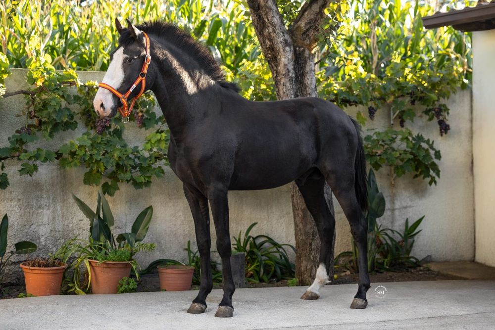 Poldro Puro lusitano