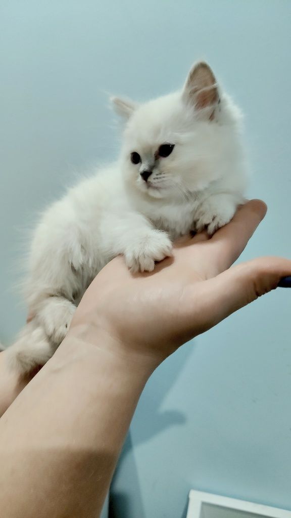 Kociak Ragdoll gotowy do odbioru.