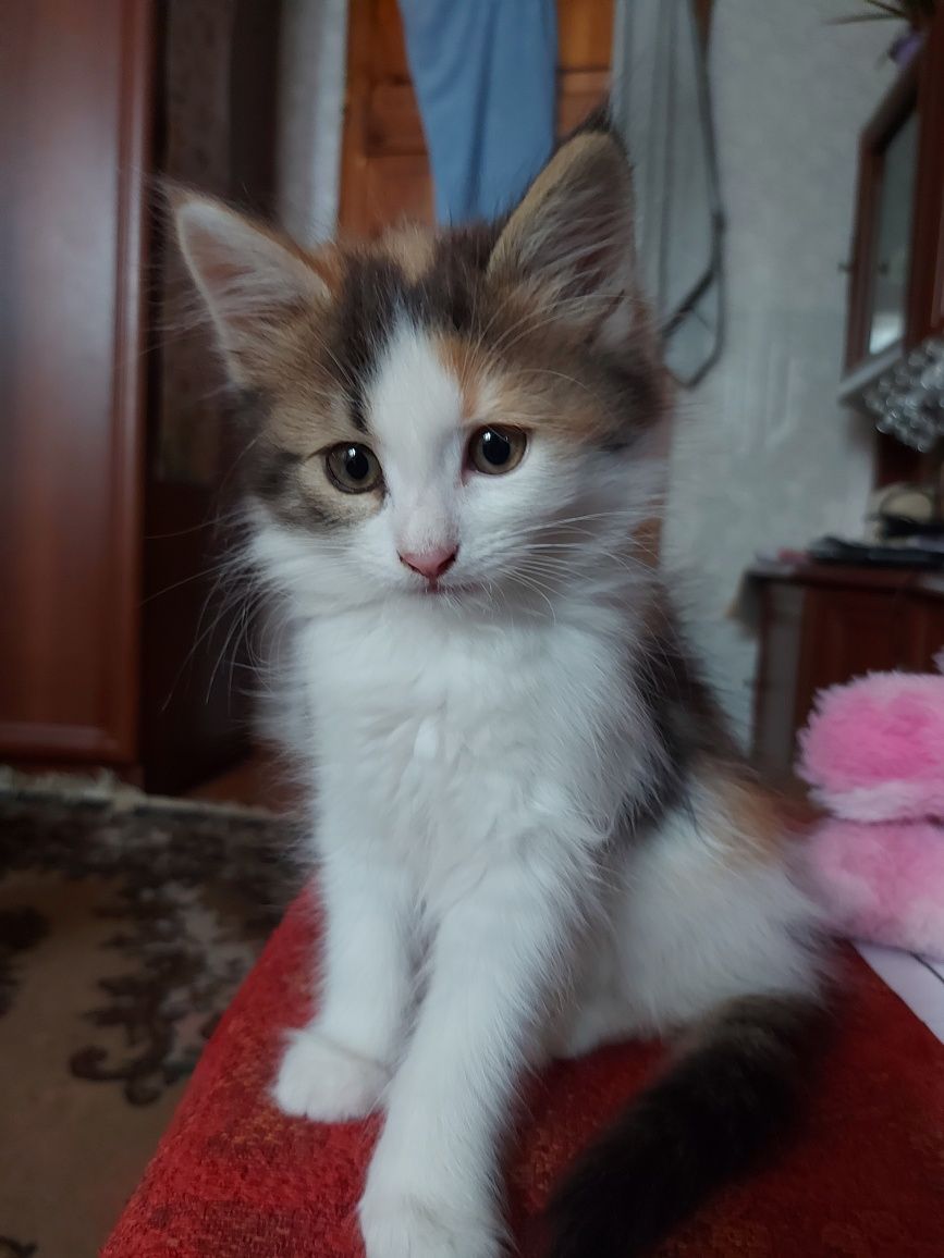 Отдам бесплатно котиков