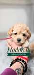 Maltipoo Biosensor Szkolenie  SuperDog Maltipo