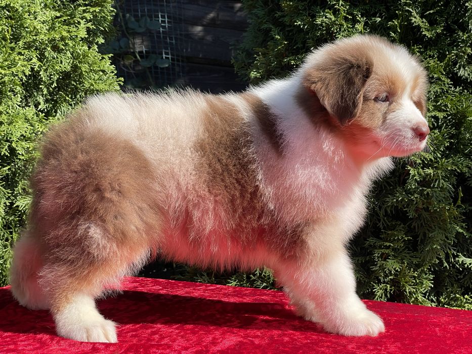 Австралийская овчарка АУССИ