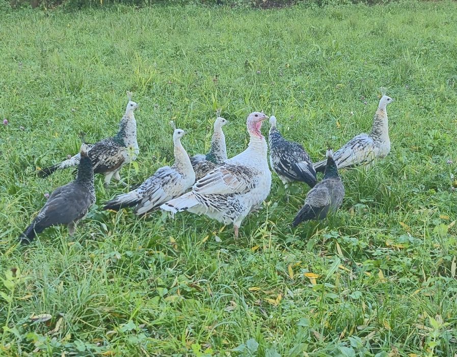 Pawie paw czarnoskrzydłe 2025