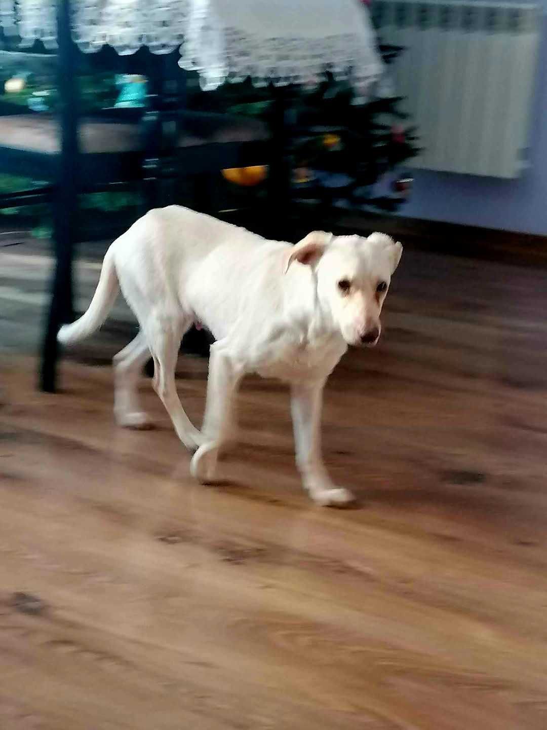 W typie charta wloskiego okolo 8 lata Adopcja