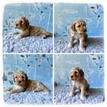 Lagotto Romagnolo- wyjątkowa, śliczna sunia ZKwP