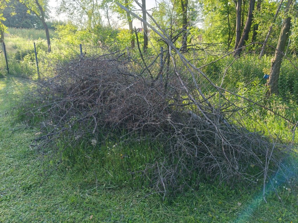 Oddam gałęzie drzew owocowych